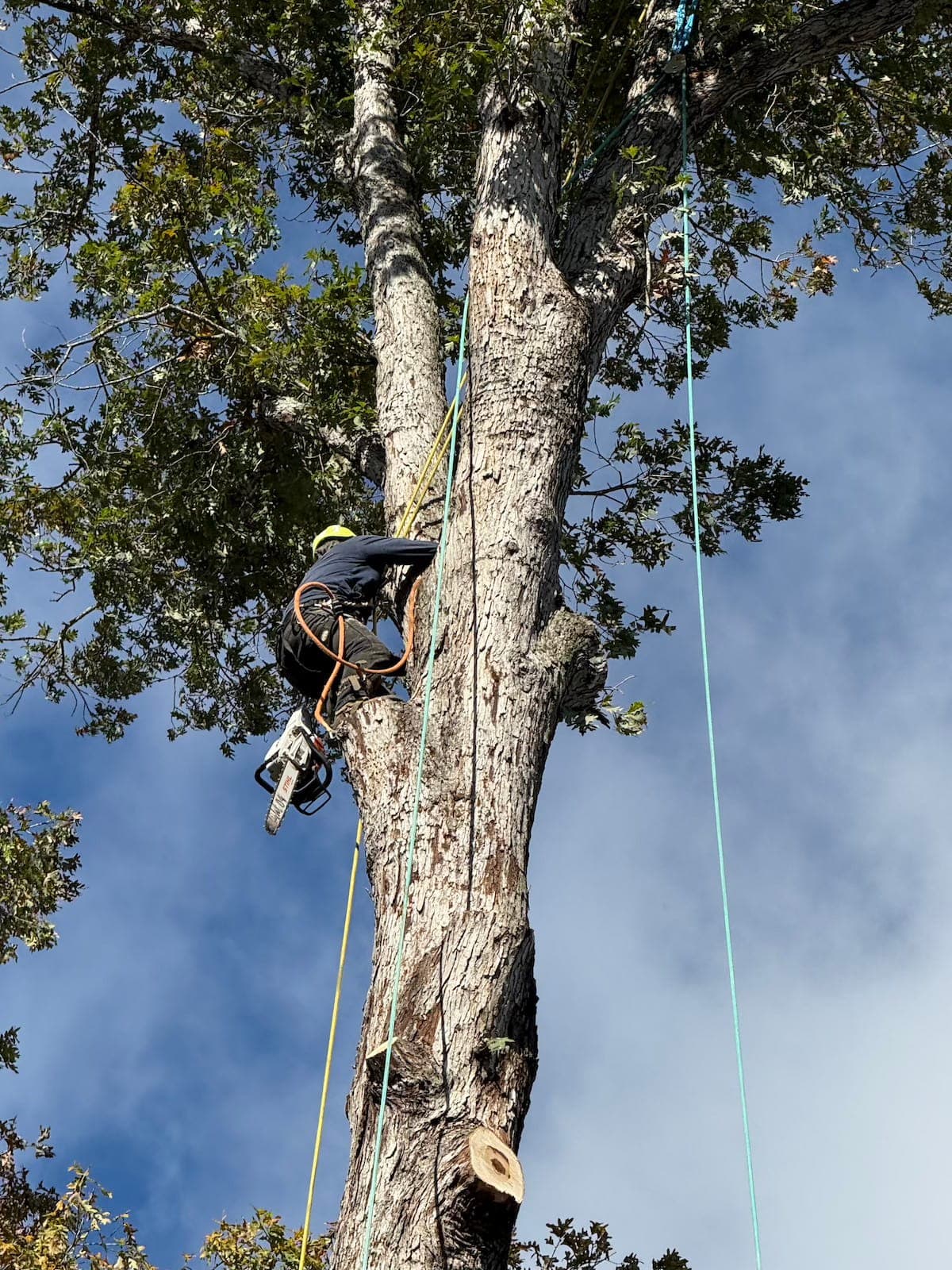 Tree Removal